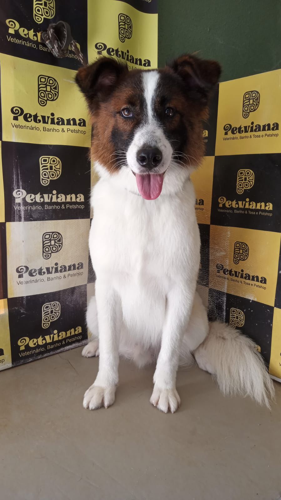 Clínica Veterinária Viana - Foto 1