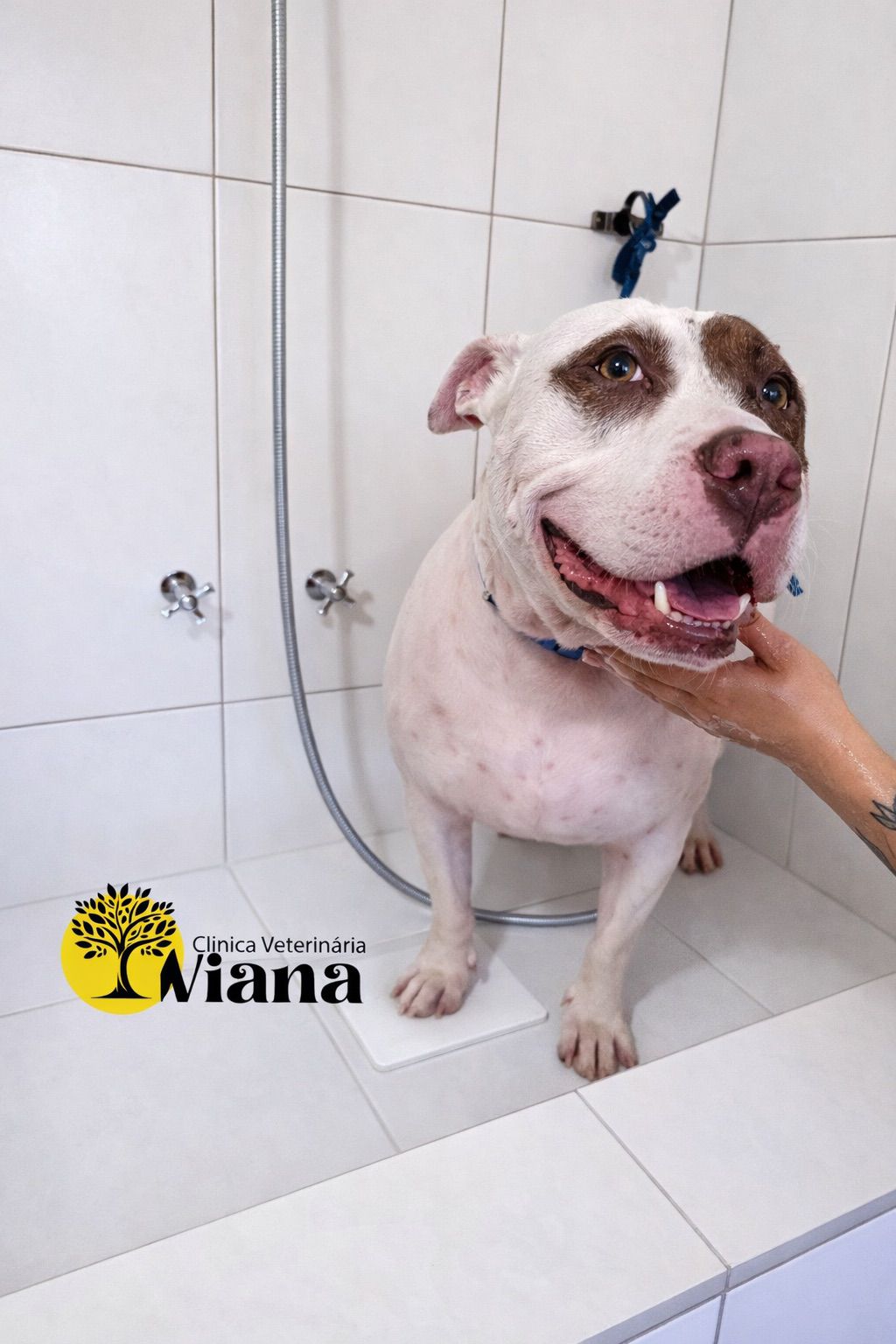 Clínica Veterinária Viana - Foto 7